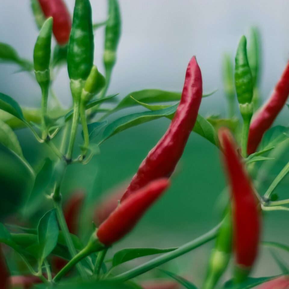 red and green jalapeno chillis